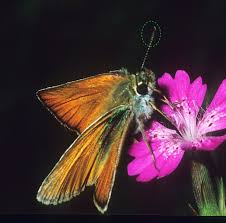 Attēlu rezultāti vaicājumam “Thymelicus lineola female”