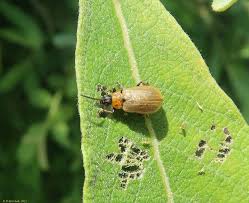 Attēlu rezultāti vaicājumam “Lochmaea caprea”