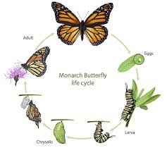 Image result for monarch caterpillar