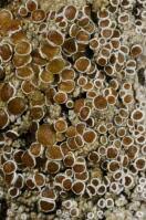 Attēlu rezultāti vaicājumam “Lecanora argentata”