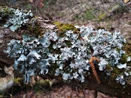 Attēlu rezultāti vaicājumam “Cetrelia olivetorum”