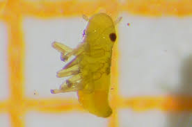 Attēlu rezultāti vaicājumam “Philaenus spumarius nymph”