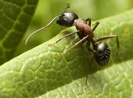 Attēlu rezultāti vaicājumam “Formicidae”