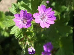 Attēlu rezultāti vaicājumam “Geranium pyrenaicum leaf”