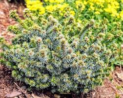 Attēlu rezultāti vaicājumam “Picea abies fo. virgata fruit”