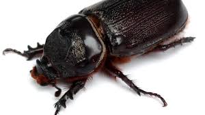 Attēlu rezultāti vaicājumam “Aphodius sp. imago”