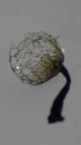 Attēlu rezultāti vaicājumam “Cribraria macrocarpa stalked”