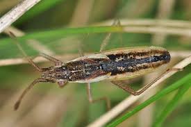 Attēlu rezultāti vaicājumam “Myrmus miriformis”