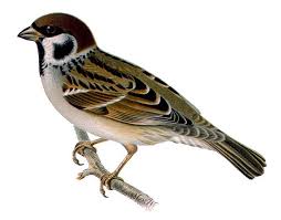 Image result for Passer montanus