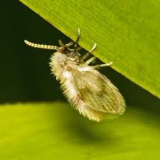 Attēlu rezultāti vaicājumam “Psychodidae”