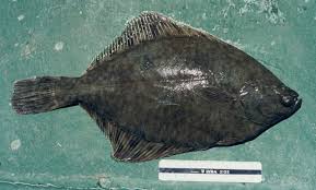 Image result for Platichthys flesus