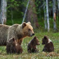 Attēlu rezultāti vaicājumam “Ursus arctos”