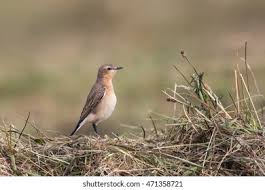 Attēlu rezultāti vaicājumam “Oenanthe oenanthe juvenile”
