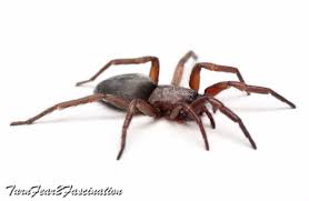 Attēlu rezultāti vaicājumam “Gnaphosidae”