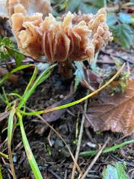 Attēlu rezultāti vaicājumam “Protostropharia alcis”