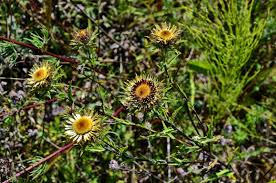 Attēlu rezultāti vaicājumam “Carlina biebersteinii leaf”