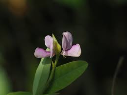 Attēlu rezultāti vaicājumam “Prunus padus var. roseiflora”