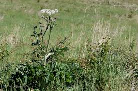 Image result for Heracleum sphondylium