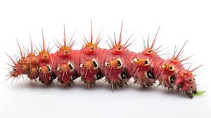 Attēlu rezultāti vaicājumam “Cossus cossus imago”