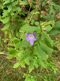 Attēlu rezultāti vaicājumam “Campanula trachelium bud”