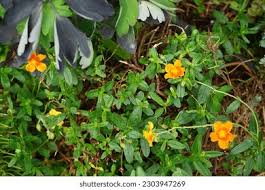 Attēlu rezultāti vaicājumam “Helianthemum x hybridum flower”