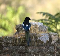 Attēlu rezultāti vaicājumam “Pica pica adult”