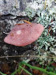 Attēlu rezultāti vaicājumam “Leptoporus mollis”
