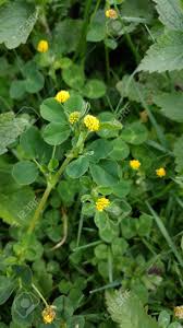 Attēlu rezultāti vaicājumam “Trifolium dubium flower”