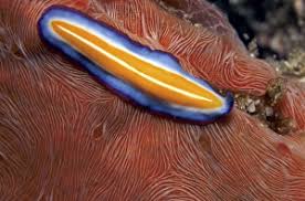 Attēlu rezultāti vaicājumam “Plathelminthes”