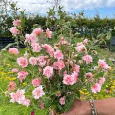 Image result for Alcea rosea `Appleblossom`