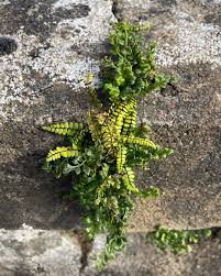 Attēlu rezultāti vaicājumam “Grimmia pulvinata sporophyte”