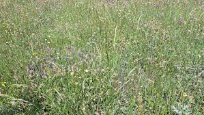 Attēlu rezultāti vaicājumam “Trisetum flavescens flower”