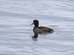 Image result for Aythya fuligula