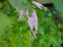 Image result for Adlumia fungosa