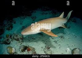 Image result for Nebrius ferrugineus