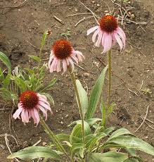 Image result for Echinacea angustifolia