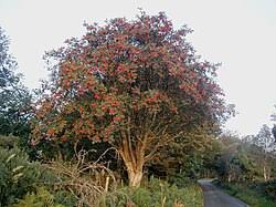 Attēlu rezultāti vaicājumam “Sorbus”