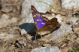 Attēlu rezultāti vaicājumam “Apatura ilia”