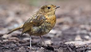 Image result for Erithacus rubecula