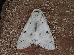 Attēlu rezultāti vaicājumam “Acronicta leporina”