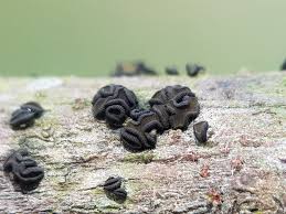 Attēlu rezultāti vaicājumam “Hypoxylon vogesiacum”