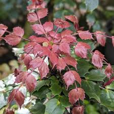 Attēlu rezultāti vaicājumam “Mahonia aquifolium leaf”