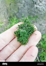 Attēlu rezultāti vaicājumam “Metzgeria furcata”