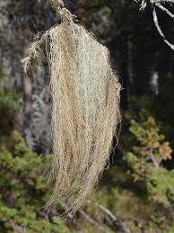 Attēlu rezultāti vaicājumam “Bryoria capillaris”