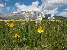 Attēlu rezultāti vaicājumam “Tulipa sylvestris flower”