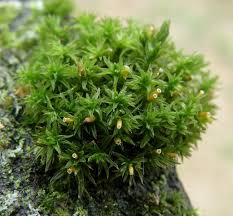 Attēlu rezultāti vaicājumam “Orthotrichum affine var. affine sporophyte”