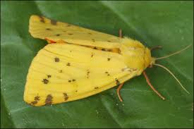 Attēlu rezultāti vaicājumam “Rhyparia purpurata”