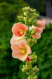 Attēlu rezultāti vaicājumam “Alcea rosea flower”