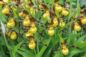 Attēlu rezultāti vaicājumam “Cypripedium calceolus flower”