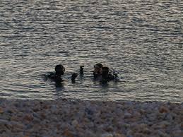 Image result for Weymouth Angling Society